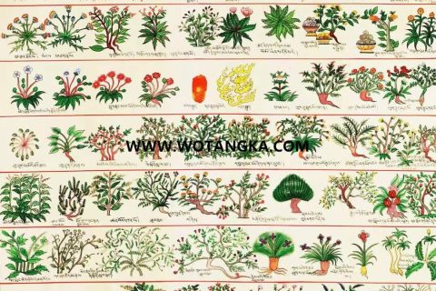 编号138-873962：彩绘唐卡-药师佛·药种集（68*49CM左右）